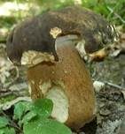 Schwarzhütiger Steinpilz, Foto 16