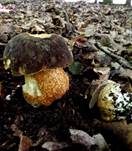 Schwarzhütiger Steinpilz, Foto 18