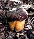 Schwarzhütiger Steinpilz, Foto 19