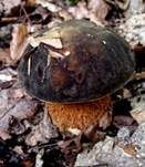 Schwarzhütiger Steinpilz, Foto 20
