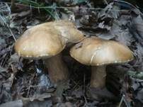 Schwarzhütiger Steinpilz, Foto 21