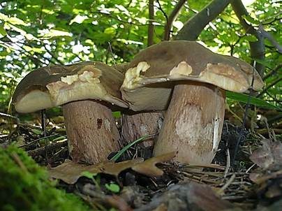 Schwarzhütiger Steinpilz, Foto 4