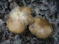 Schwarzhütiger Steinpilz, Foto 22