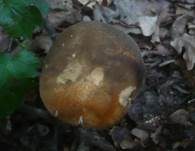 Schwarzhütiger Steinpilz, Foto 24