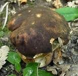 Schwarzhütiger Steinpilz, Foto 7