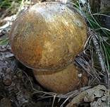 Schwarzhütiger Steinpilz, Foto 8
