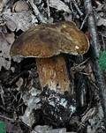 Schwarzhütiger Steinpilz, Foto 10