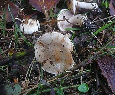 Schwarzknolliger Fälbling, Foto 2