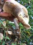 Schwarzknolliger Fälbling, Foto 6
