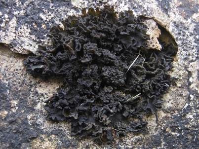 Schwarzkörnige Gallertflechte, Foto 2