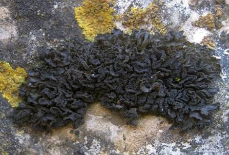 Schwarzkörnige Gallertflechte, Foto 3