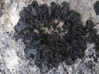Schwarzkörnige Gallertflechte, Foto 5