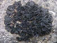 Schwarzkörnige Gallertflechte, Foto 7