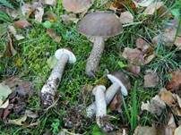 Schwärzlicher Birkenpilz, Foto 12