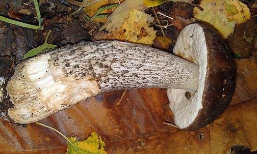Schwärzlicher Birkenpilz, Foto 4