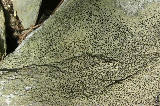 Schwarzpunktierte Krustenflechte, Foto 2