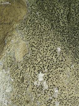 Schwarzpunktierte Krustenflechte, Foto 3