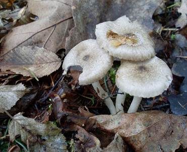 Schwarzpunktierter Schneckling, Foto 2