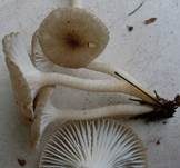 Schwarzpunktierter Schneckling, Foto 12