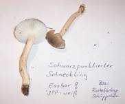 Schwarzpunktierter Schneckling, Foto 14