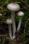 Schwarzpunktierter Schneckling, Foto 15