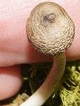 Schwarzpunktierter Schneckling, Foto 16