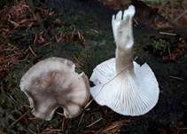 Schwarzpunktierter Schneckling, Foto 17