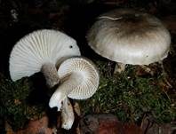 Schwarzpunktierter Schneckling, Foto 18