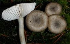 Schwarzpunktierter Schneckling, Foto 19