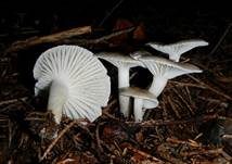 Schwarzpunktierter Schneckling, Foto 20