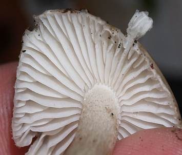 Schwarzpunktierter Schneckling, Foto 4