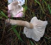 Schwarzpunktierter Schneckling, Foto 22
