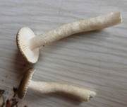 Schwarzpunktierter Schneckling, Foto 24