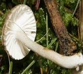 Schwarzpunktierter Schneckling, Foto 25
