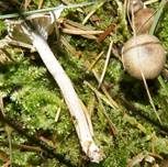 Schwarzpunktierter Schneckling, Foto 26