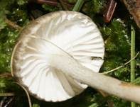 Schwarzpunktierter Schneckling, Foto 27