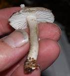 Schwarzpunktierter Schneckling, Foto 30