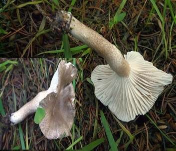 Schwarzpunktierter Schneckling, Foto 5