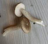 Schwarzpunktierter Schneckling, Foto 33