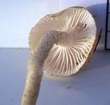 Schwarzpunktierter Schneckling, Foto 36