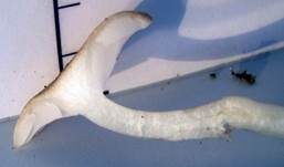 Schwarzpunktierter Schneckling, Foto 38