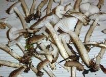 Schwarzpunktierter Schneckling, Foto 40