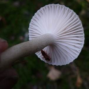 Schwarzpunktierter Schneckling, Foto 6