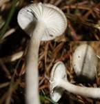Schwarzpunktierter Schneckling, Foto 8