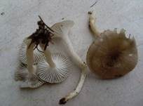 Schwarzpunktierter Schneckling, Foto 10