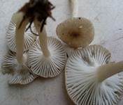 Schwarzpunktierter Schneckling, Foto 11