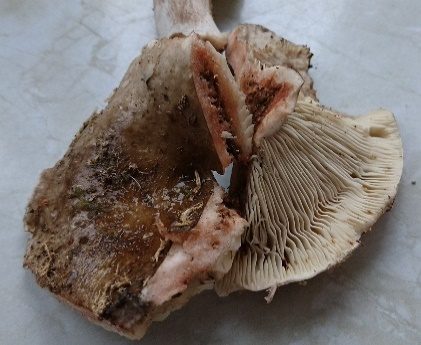 Schwarzrosen Schwärztäubling, Foto 3