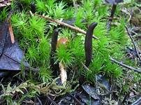 Schwarzrote Erdzunge, Foto 7