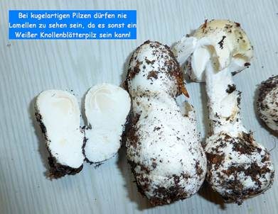 Bleigrauer Zwergbovist, Foto 20