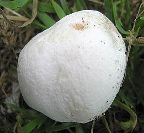 Bleigrauer Zwergbovist, Foto 4